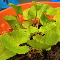 Danh sách những cây nhiệt đới khử độc đất hiệu quả, có cả rau má và dương xỉ