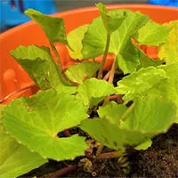 Danh sách những cây nhiệt đới khử độc đất hiệu quả, có cả rau má và dương xỉ