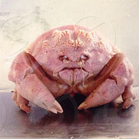 Sinh vật kỳ dị với mai đầy lỗ tròn khiến người mắc hội chứng sợ lỗ phải né tránh!