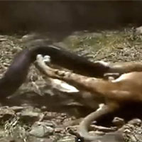 Sư tử con bị trăn siết chặt và cái kết khó tin