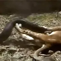 Sư tử con bị trăn siết chặt và cái kết khó tin