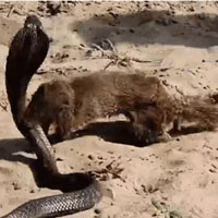 Tử chiến cầy Mangut, hổ mang bị cắn nát đầu và cái kết khó tin