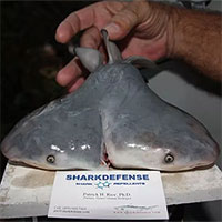 Cá mập hai đầu đang xuất hiện ngày càng nhiều và không ai biết tại sao