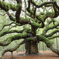 Top 20 cái cây hình hài kỳ dị khắp thế giới: Từ quái vật thần thoại đến 