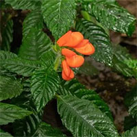 Phát hiện loài hoa dại tưởng đã tuyệt chủng 40 năm trước tại Ecuador