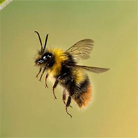 Hiện tượng lạ khi ong mật bay qua phía trên tấm gương