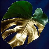 Đằng sau cơn sốt chơi cây cảnh đắt nhất thế giới