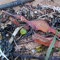 Sinh vật lạ nhiều màu sắc trôi dạt vào bãi biển sau đợt mưa lớn