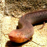 Bí ẩn loài cá kỳ dị Nam Mỹ sống không cần nước