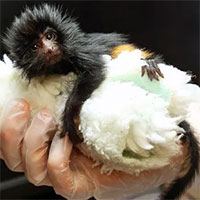 Vườn thú Jersey chào đón sự ra đời của khỉ sư tử mặt đen tamarin có nguy cơ tuyệt chủng