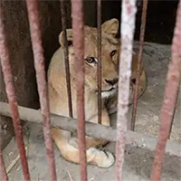 Trầm cảm ở động vật - Căn bệnh đáng buồn ở các loài thú do chính con người gây ra