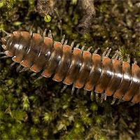 Loài cuốn chiếu mới được đặt tên theo ca sĩ Taylor Swift