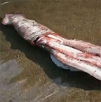 Mực khổng lồ dài 3m còn sống dạt vào bãi biển Nhật Bản