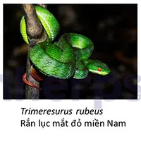They look like the same red-tailed green pit viper, but there are actually 7 different species