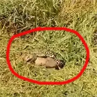"Bóng đen" lao ra từ bụi rậm khi mèo gấm chạy ngang: Kẻ thứ 3 xuất hiện và cái kết bất ngờ