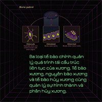 Ngôn ngữ của những bộ xương và những điều thú vị chưa biết