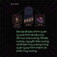 Ngôn ngữ của những bộ xương và những điều thú vị chưa biết