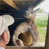 Chuột túi có thân hình vạm vỡ, cơ bắp như lực sĩ gây sốt