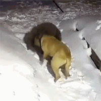 Chó Kangal tử chiến nảy lửa với gấu dữ để bảo vệ chủ