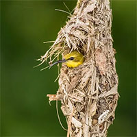 Tại sao những loài chim xây tổ hình cốc có tỷ lệ sống cao hơn chim xây tổ mái vòm?