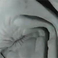 Cận cảnh bên trong miệng con cá mập sau khi cố nuốt chửng chiếc camera