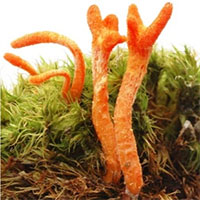 Thấy cây nấm màu cam, người đàn ông vội đào lên: Mọc từ xác sâu, liệu có phải đông trùng hạ thảo?