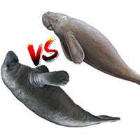 Phân biệt dễ dàng bò biển và lợn biển: Hai sinh vật quý hiếm nhìn khá giống nhau, cực dễ!