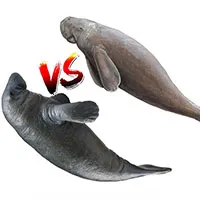 How to tell dugongs and manatees apart: Two rare look-alike sea mammals