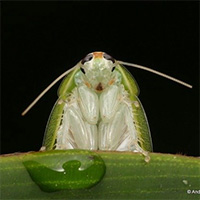 Loài gián sạch sẽ nhất thế giới: Nhờ nhan sắc mà được biệt đãi trở thành thú cưng của con người