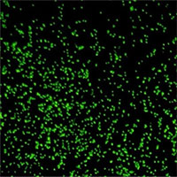 Kỳ lạ sinh vật thức giấc sau hơn 100 triệu năm ngủ dưới đáy đại dương