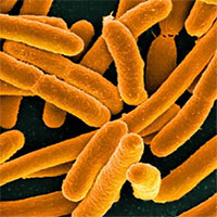 Phát triển thiết bị siêu nhạy nghe thấy vi khuẩn