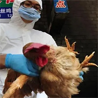 Cúm gia cầm H3N8 lây sang người nguy hiểm đến mức nào?