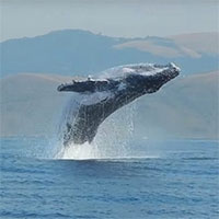 Lần đầu phát hiện tiếng kêu như súng bắn của cá voi