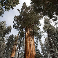 Vì sao rừng già lại quan trọng?