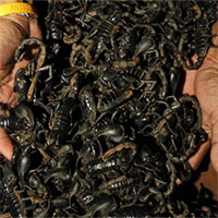 Indiana Jones đã đúng: Bọ cạp càng to lớn thì càng vô hại