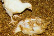 Gà chết vì tiếng hét của một cậu bé