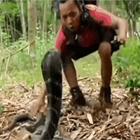 Bị bắt, rắn hổ mang chúa điên cuồng tấn công nam thanh niên