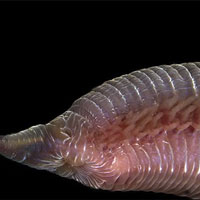 Tại sao giun máu, loài động vật không xương sống lại có thể sở hữu những chiếc răng nanh đáng sợ như sâu cát trong Dune?