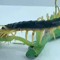 Bọ ngựa tử chiến rết độc, cuộc vật lộn cam go sẽ có kết quả ra sao?