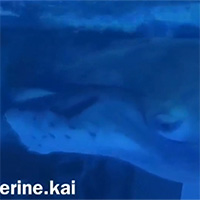 Cá voi đói sữa nhầm con thuyền là mẹ