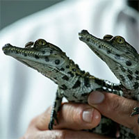 Xấu xí lại hay cắn người, nhiều loài cá sấu và rắn đang bị bỏ mặc cho tuyệt chủng, không ai bảo tồn