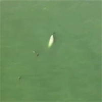 Cá voi lưng gù trắng hiếm gặp bơi cùng đàn cá heo ở ngoài khơi Australia