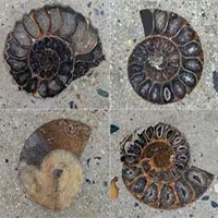 Tìm thấy hóa thạch 66 triệu năm tuổi ngoài trung tâm thương mại tại Bangkok