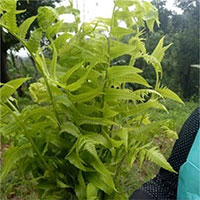 Ăn dương xỉ có giúp con người sống sót không?