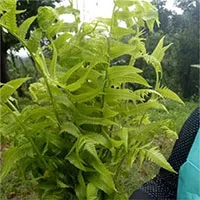 Ăn dương xỉ có giúp con người sống sót không?