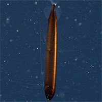 Bất ngờ gặp cá rồng vảy bằng đồng hiếm có ngoài khơi biển California