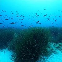 Các nhà khoa học bất ngờ phát hiện trữ lượng đường khổng lồ ẩn dưới biển