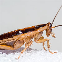 Loài gián đang hình thành những đột biến giúp chúng kháng lại thuốc xịt côn trùng