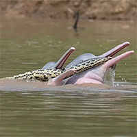 Cuộc trạm chán kỳ lạ giữa cá heo và trăn khổng lồ trên sông