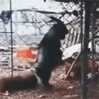 Thấy con dê đi 2 chân, chủ lấy điện thoại ghi lại, những gì diễn ra sau đó gây rùng mình